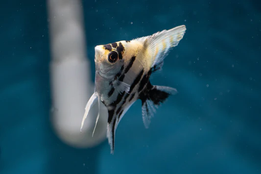 Angel Fish